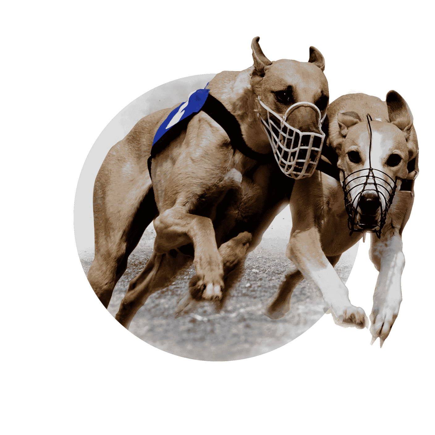 Real Greyhound Racing videos provider Betting Sports B2B GoldenRace